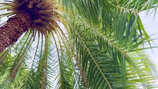 Octokuro Hells Paradise